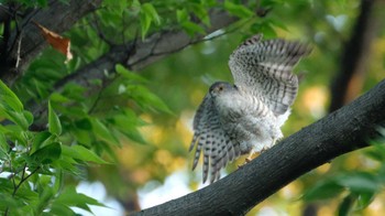 Japanese Sparrowhawk 東京都品川区 Mon, 6/27/2022