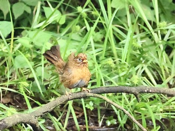 ガビチョウ 神奈川県 2022年7月2日(土)