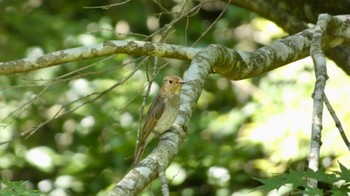 Blue-and-white Flycatcher 箕面山 Sat, 7/2/2022