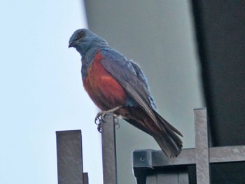 Blue Rock Thrush Miyako Island Thu, 6/30/2022