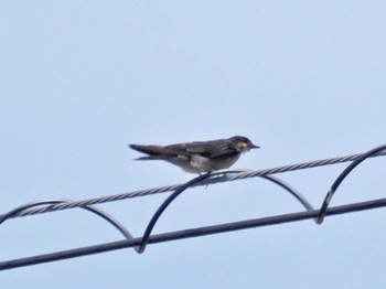 Pacific Swallow Miyako Island Thu, 6/30/2022