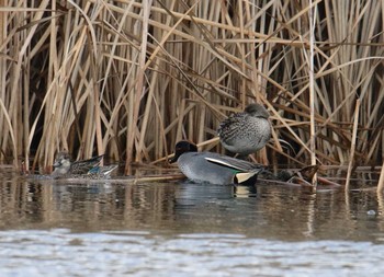 Eurasian Teal Shin-yokohama Park Tue, 1/9/2018