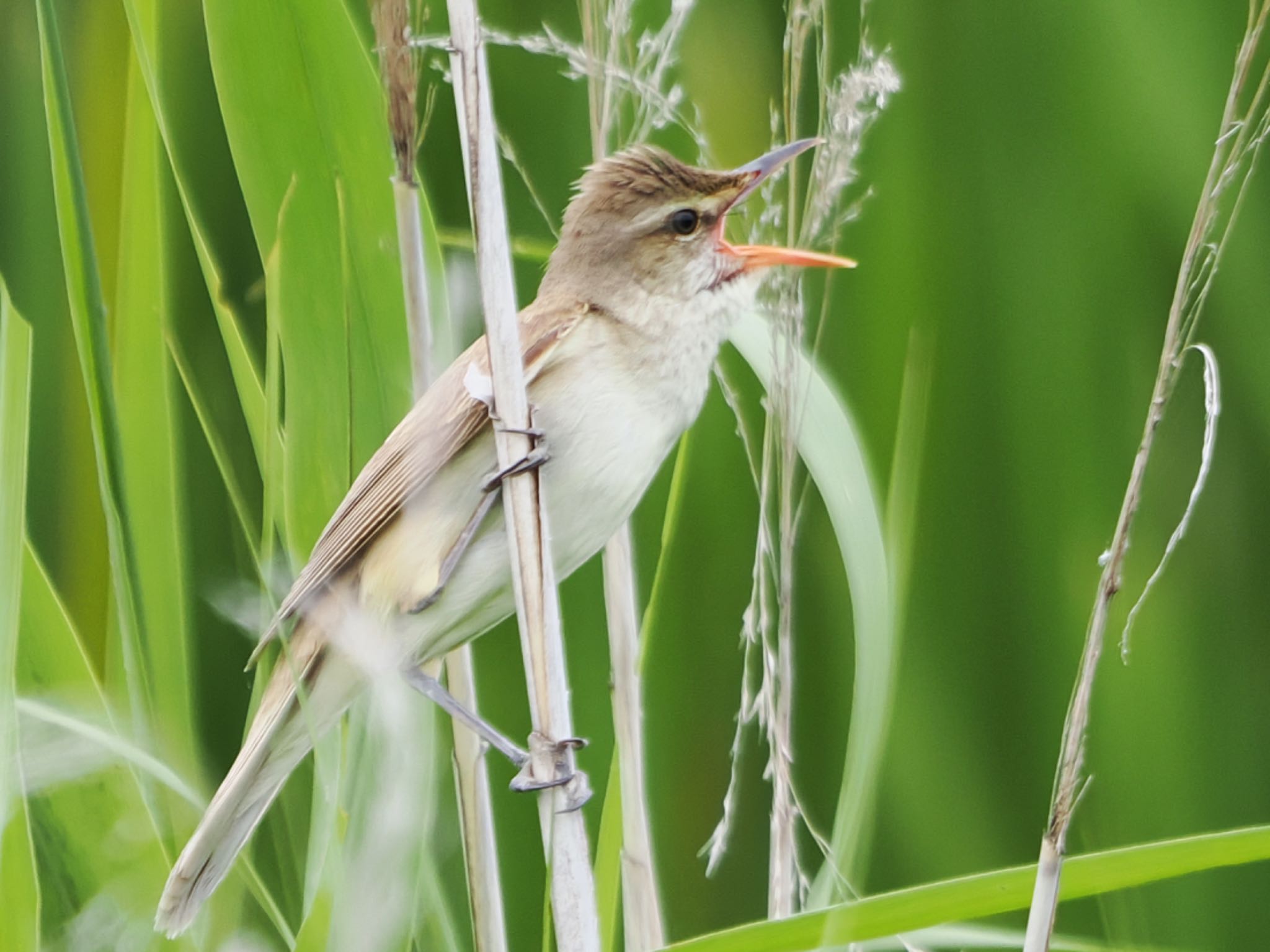 Oriental Reed Warbler