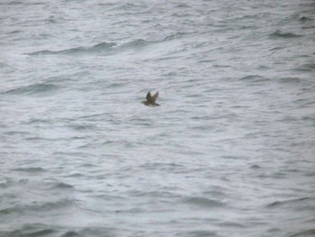 Rhinoceros Auklet 天売羽幌間フェリー航路 Sat, 7/2/2022