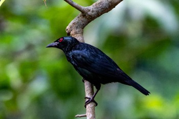 ミドリカラスモドキ シンガポール植物園 2022年7月2日(土)