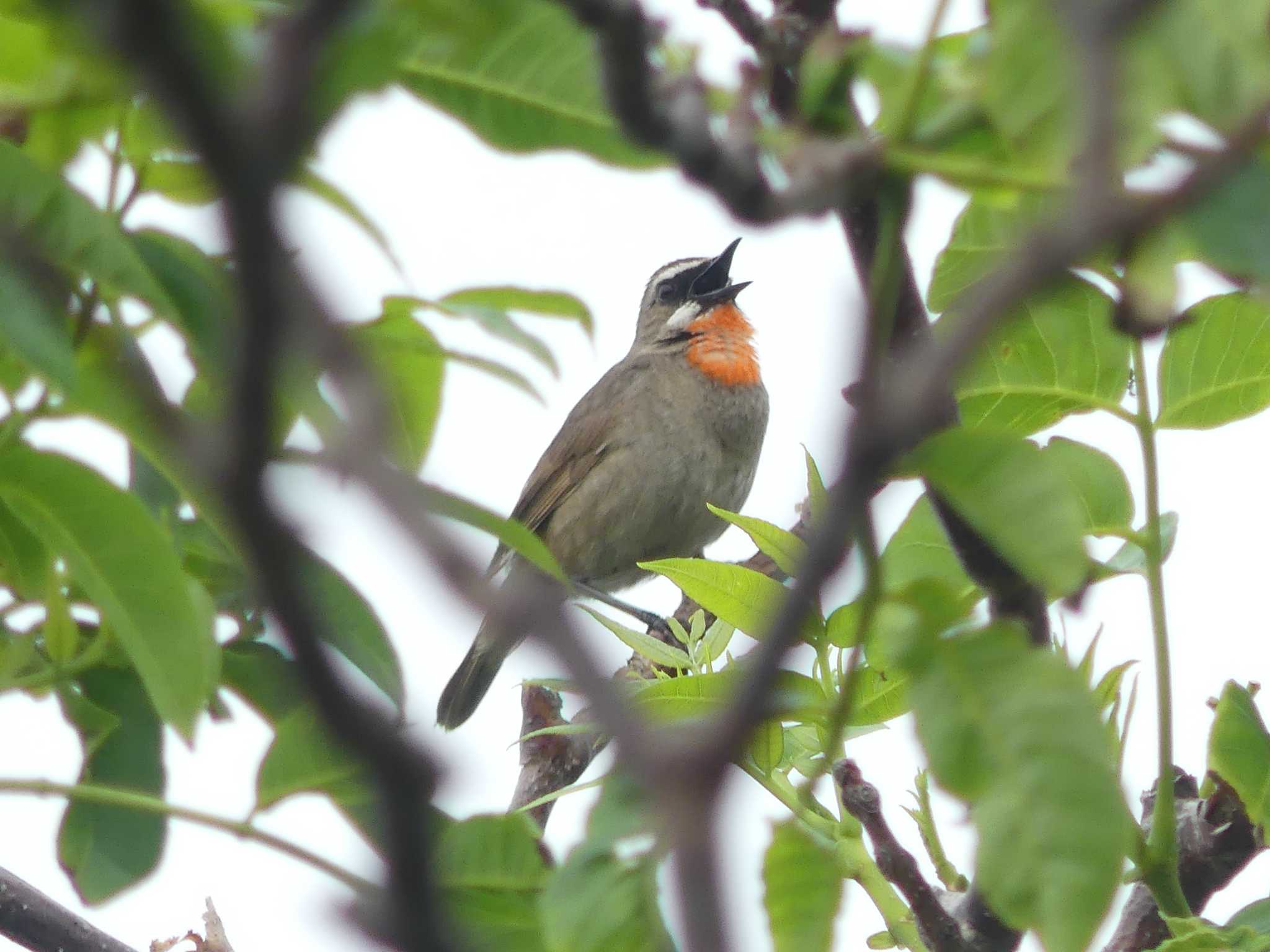 Siberian Rubythroat