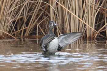 Ring-necked Duck Shin-yokohama Park Tue, 1/9/2018