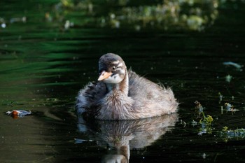 2022年7月2日(土) 井の頭恩賜公園の野鳥観察記録