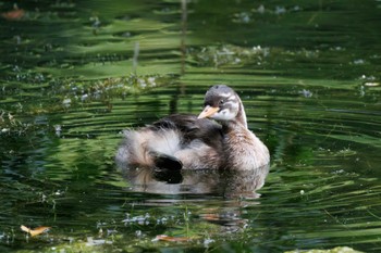 カイツブリ 井の頭恩賜公園 2022年7月2日(土)