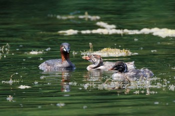 カイツブリ 井の頭恩賜公園 2022年7月2日(土)