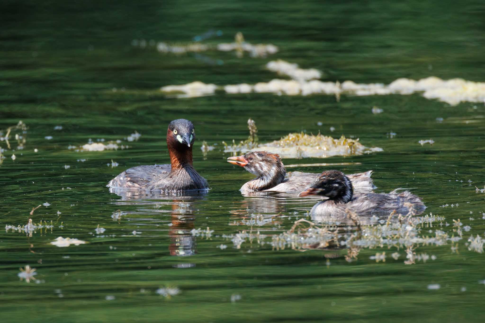 Photo of Little Grebe at 井の頭恩賜公園 by nonta