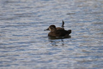 Ring-necked Duck Shin-yokohama Park Tue, 1/9/2018