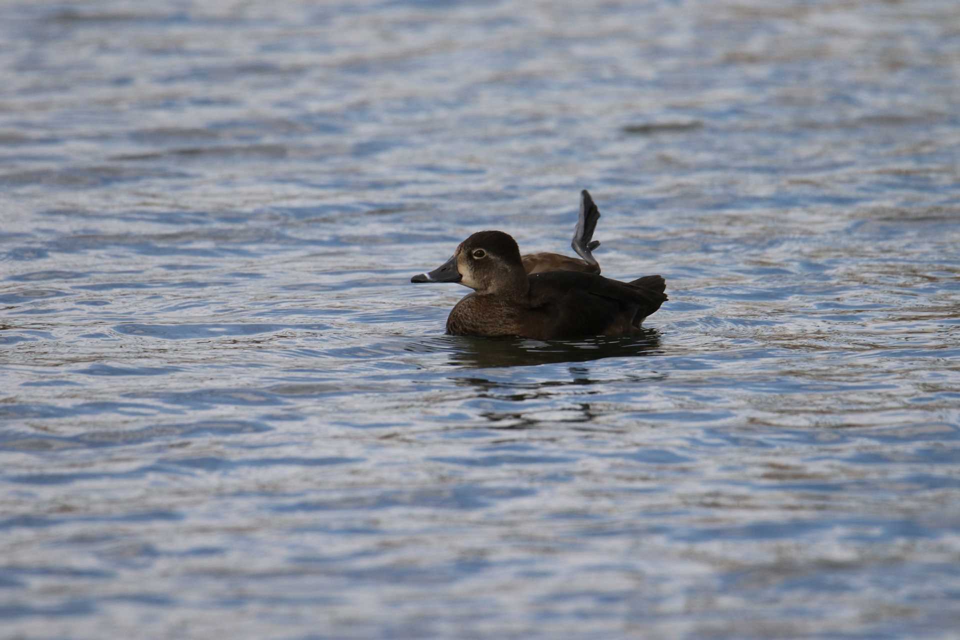 Photo of Ring-necked Duck at Shin-yokohama Park by マイク