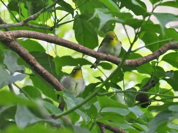 Japanese White-eye(loochooensis) Miyako Island Wed, 6/29/2022