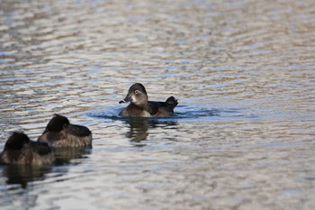 Ring-necked Duck Shin-yokohama Park Tue, 1/9/2018