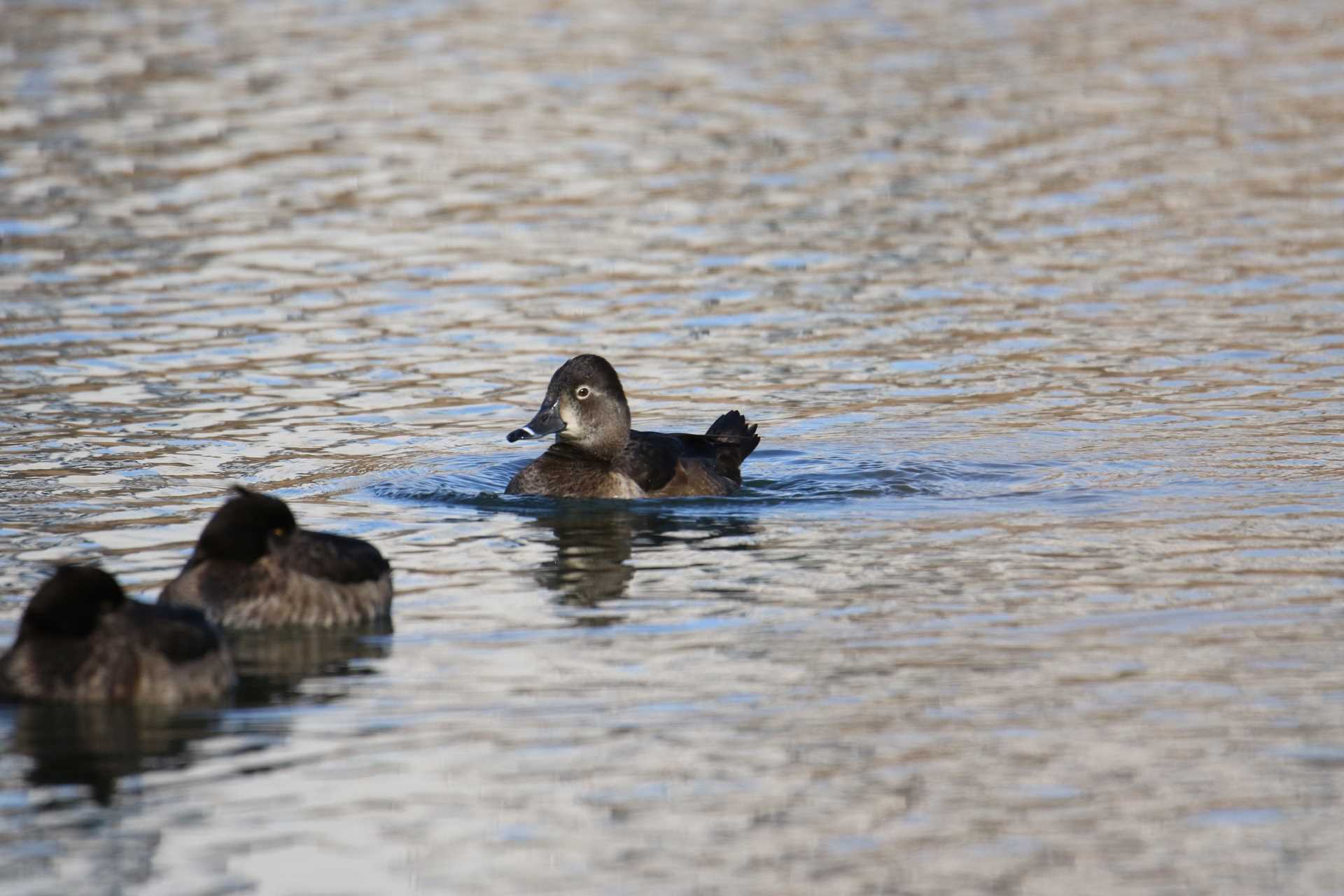 Photo of Ring-necked Duck at Shin-yokohama Park by マイク