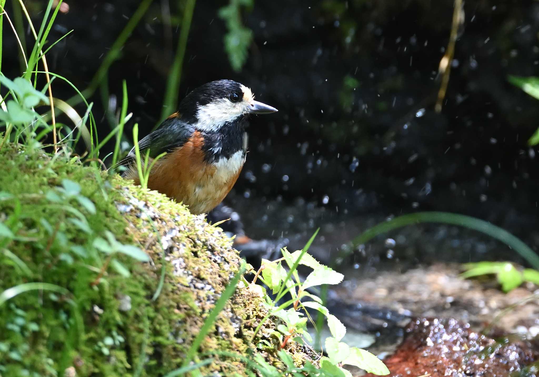 西湖野鳥の森公園 ヤマガラの写真 by 塩コンブ