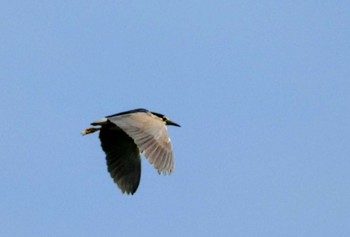 2022年7月2日(土) 浮島ヶ原の野鳥観察記録