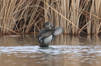 Ring-necked Duck Shin-yokohama Park Tue, 1/9/2018