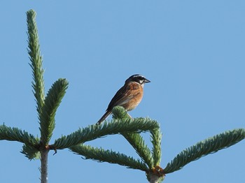 Meadow Bunting 水ヶ塚公園 Sat, 7/2/2022