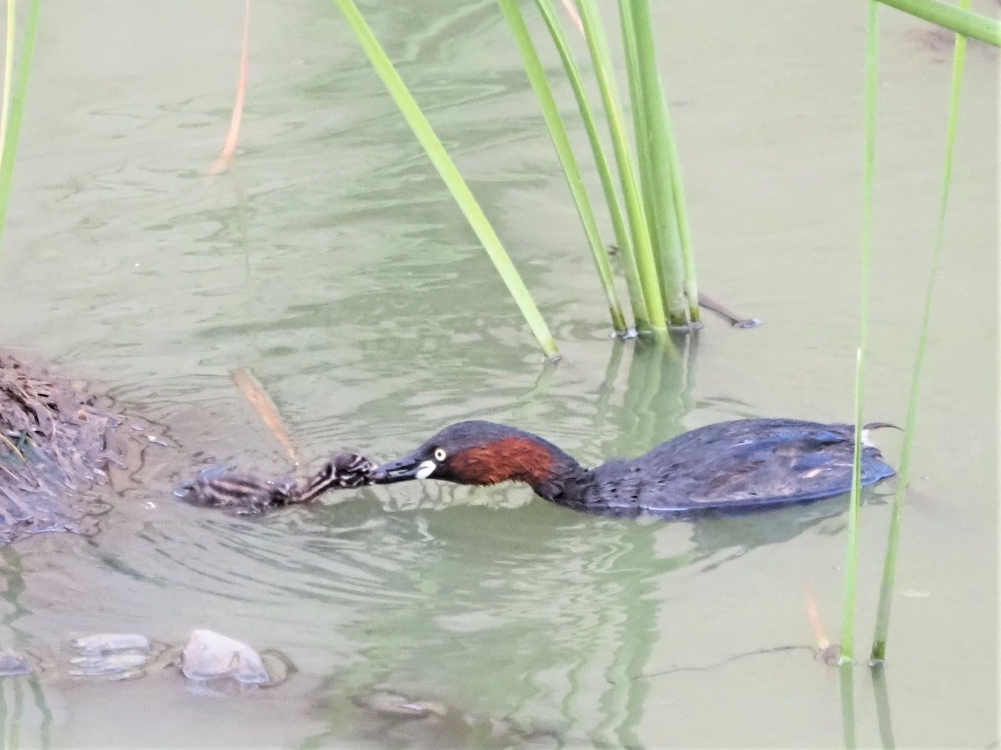 Little Grebe