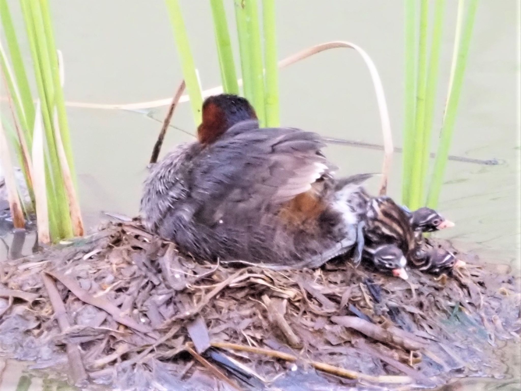 カイツブリ