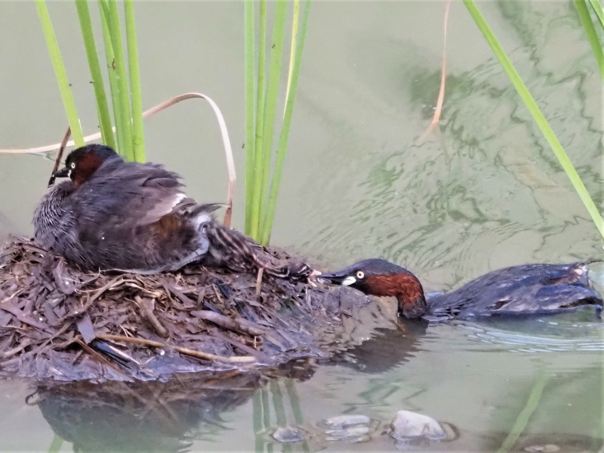 Little Grebe