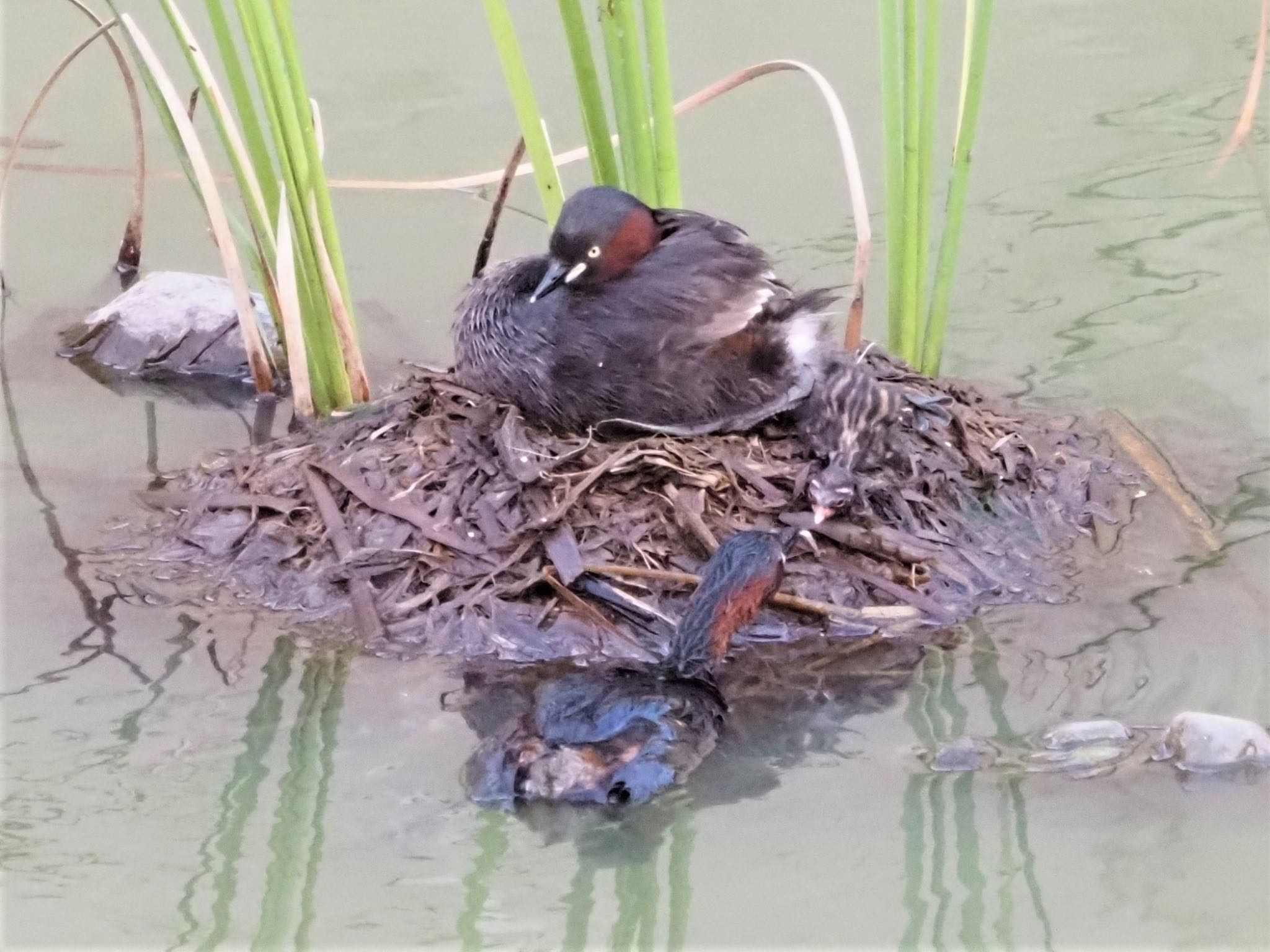 Little Grebe