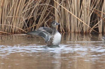 Ring-necked Duck Shin-yokohama Park Tue, 1/9/2018