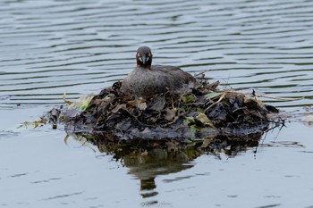 Little Grebe Machida Yakushiike Park Mon, 6/20/2022