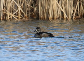 Ring-necked Duck Shin-yokohama Park Tue, 1/9/2018