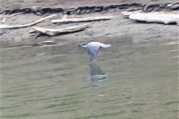 2022年7月2日(土) 早戸川林道の野鳥観察記録