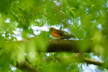 アカハラ 世田谷区の公園 撮影日未設定