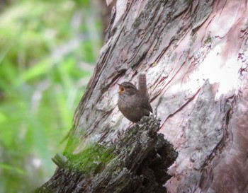 2022年6月30日(木) 大台ヶ原の野鳥観察記録