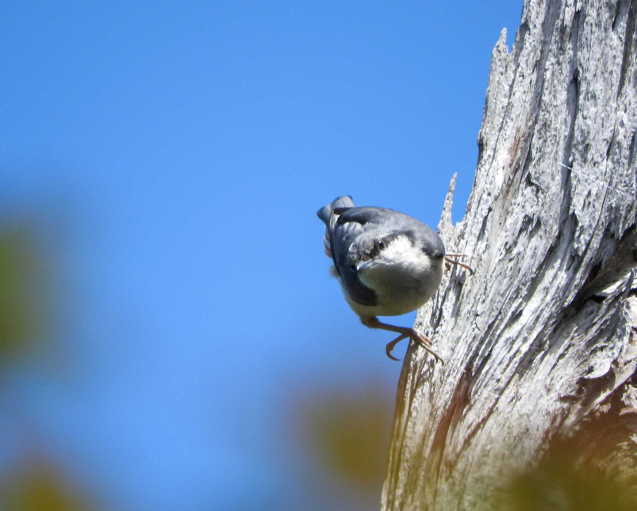 Eurasian Nuthatch