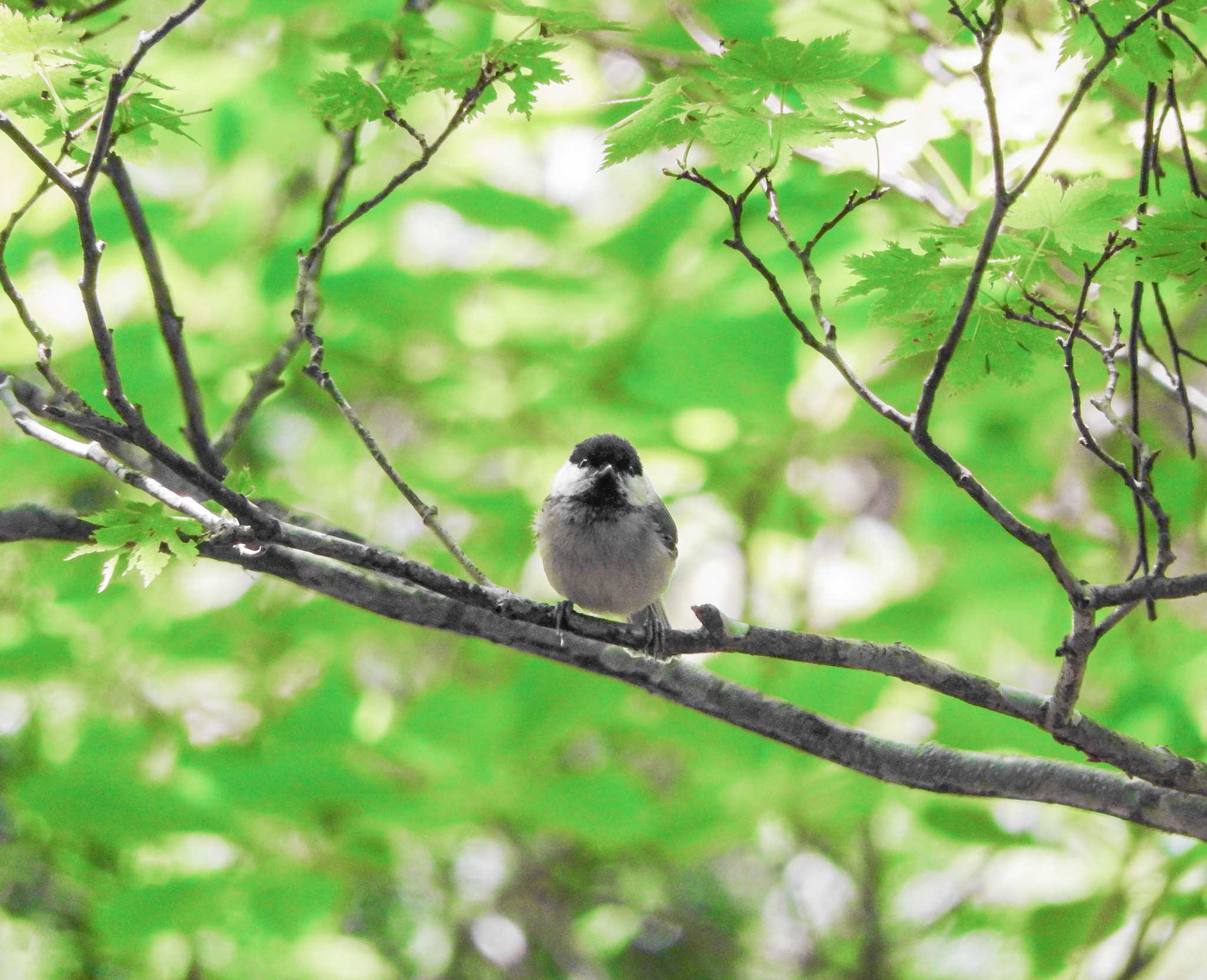 Willow Tit