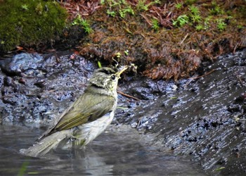 Sat, 7/2/2022 Birding report at Okuniwaso(Mt. Fuji)