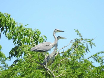 Sat, 6/25/2022 Birding report at 釧路市 釧路湿原