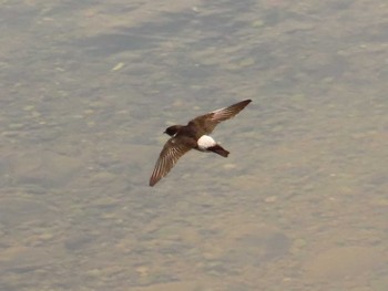 2022年7月2日(土) 奥駿河湾の野鳥観察記録