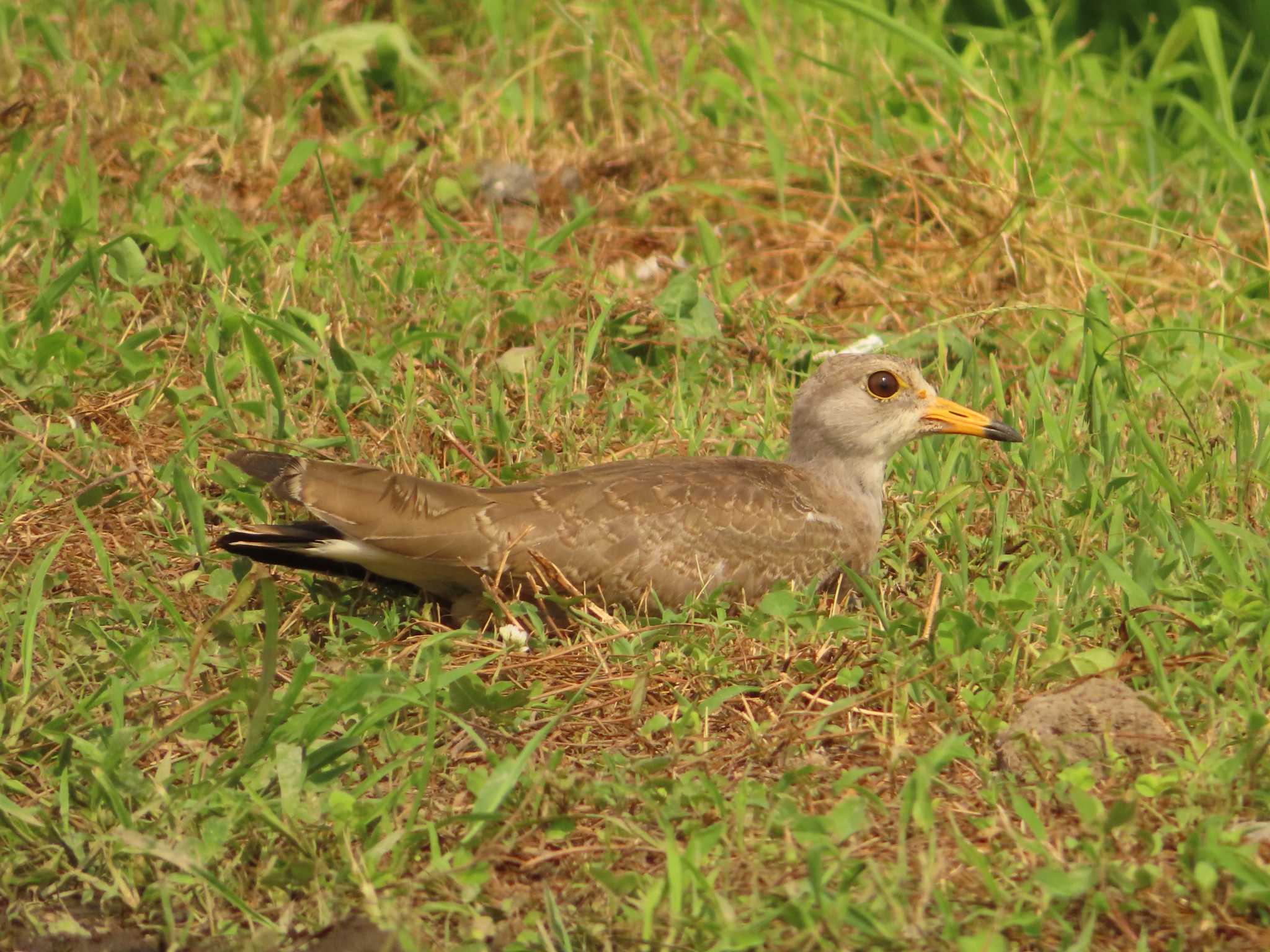 Grey-headed Lapwing