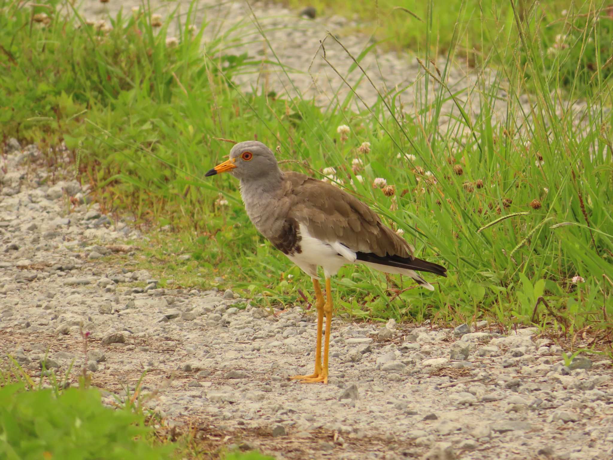 Photo of Grey-headed Lapwing at 浮島ヶ原自然公園 by ゆ