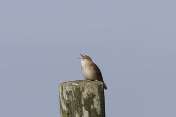 シマセンニュウ 落石岬 カジカの宿付近 2022年6月27日(月)