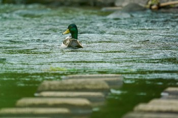 Sat, 7/2/2022 Birding report at 発寒川緑地(札幌市西区)