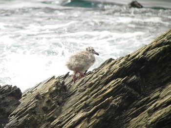Slaty-backed Gull Unknown Spots Mon, 7/27/2015