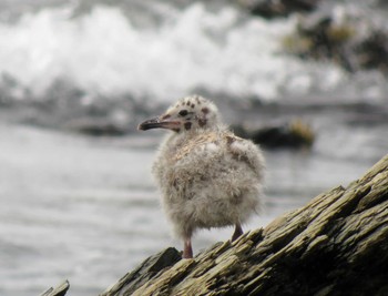 Slaty-backed Gull Unknown Spots Mon, 7/27/2015