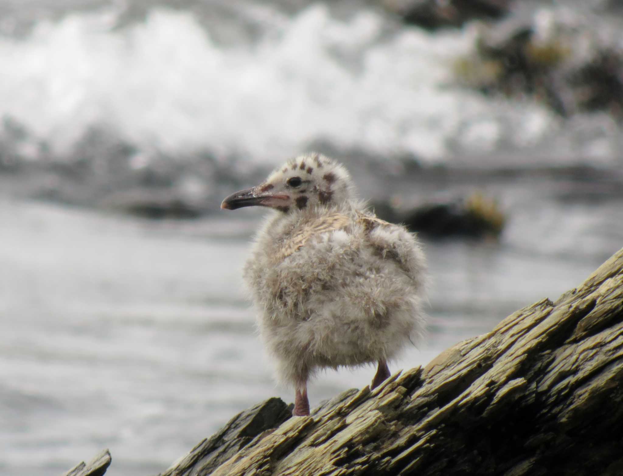 Photo of Slaty-backed Gull at  by みっちー