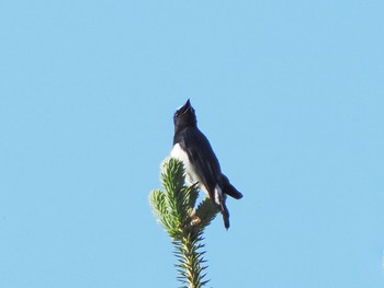 Sat, 7/2/2022 Birding report at 高鉢駐車場