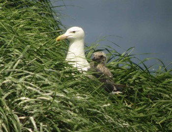 Slaty-backed Gull Unknown Spots Wed, 8/3/2016