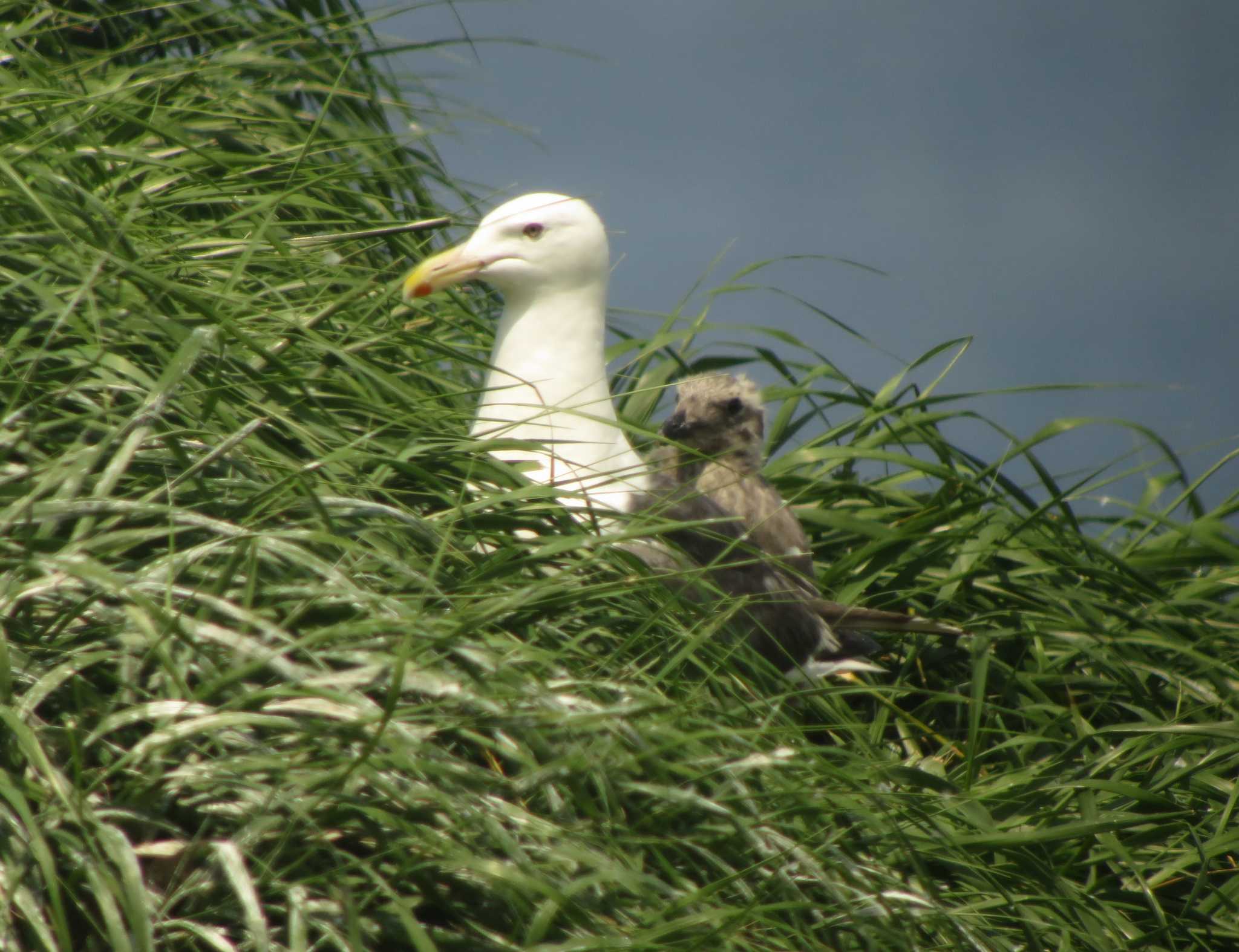 Photo of Slaty-backed Gull at  by みっちー