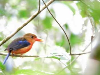 Brown-headed Paradise Kingfisher パプアニューギニア Unknown Date